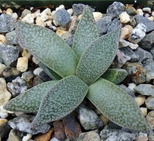 Aloinopsis rubrolineata *Tongue shaped leaves*