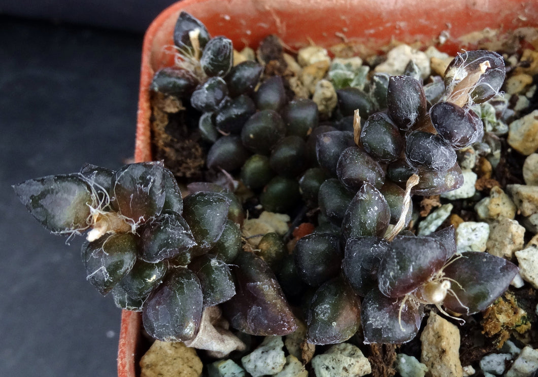 Anacampseros arachnoides