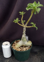 Load image into Gallery viewer, Adenium &#39;Angel White&#39; Grafted Hybrid
