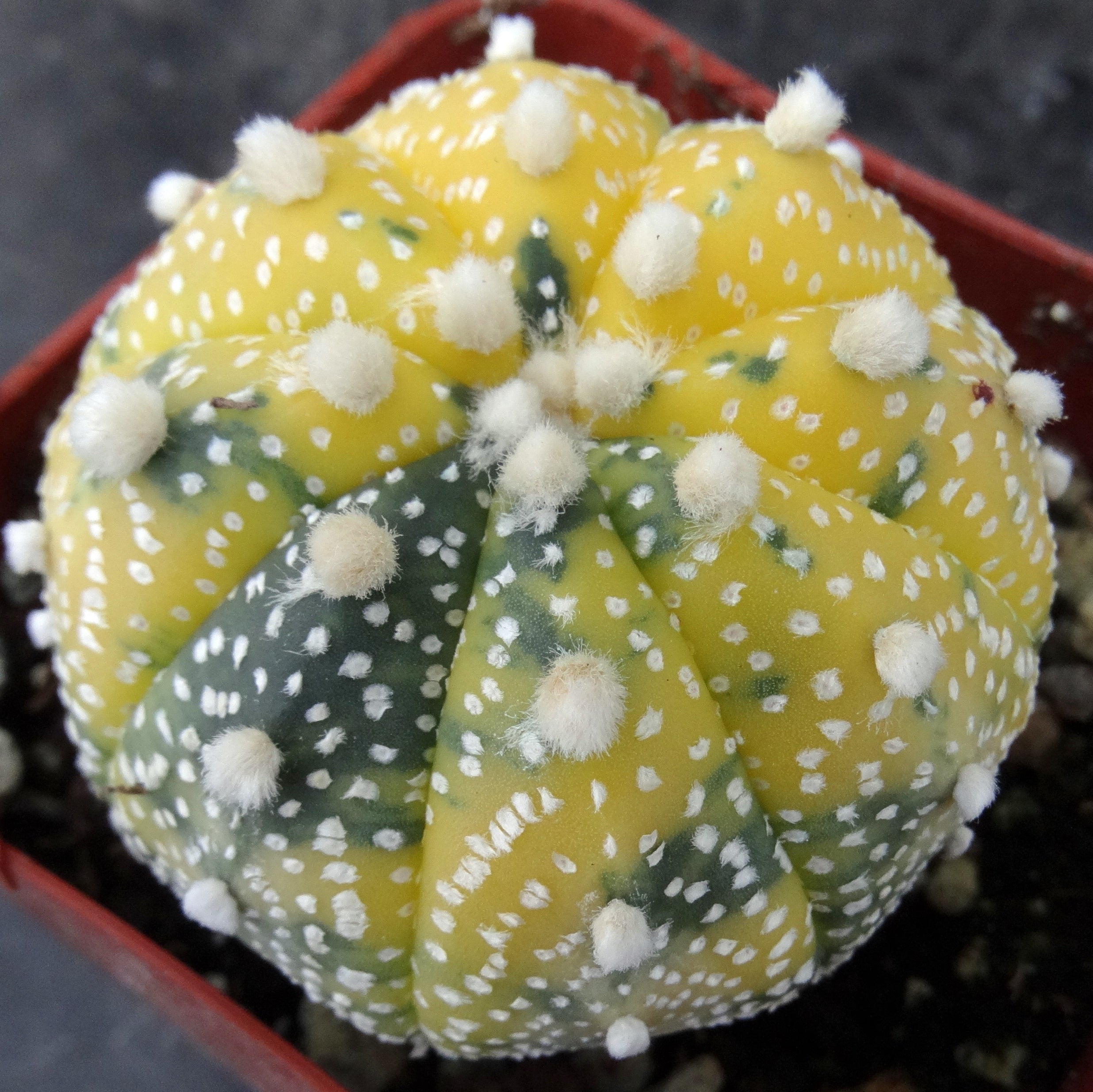 Astrophytum asterias 'variegata' (A)  Kyle's Plants