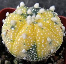 Load image into Gallery viewer, Astrophytum asterias &#39;variegata&#39; (A)
