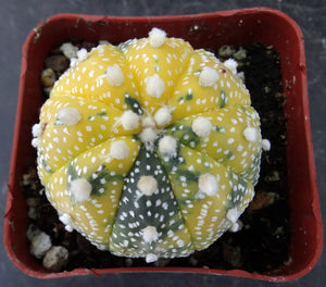 Astrophytum asterias 'variegata' (A)