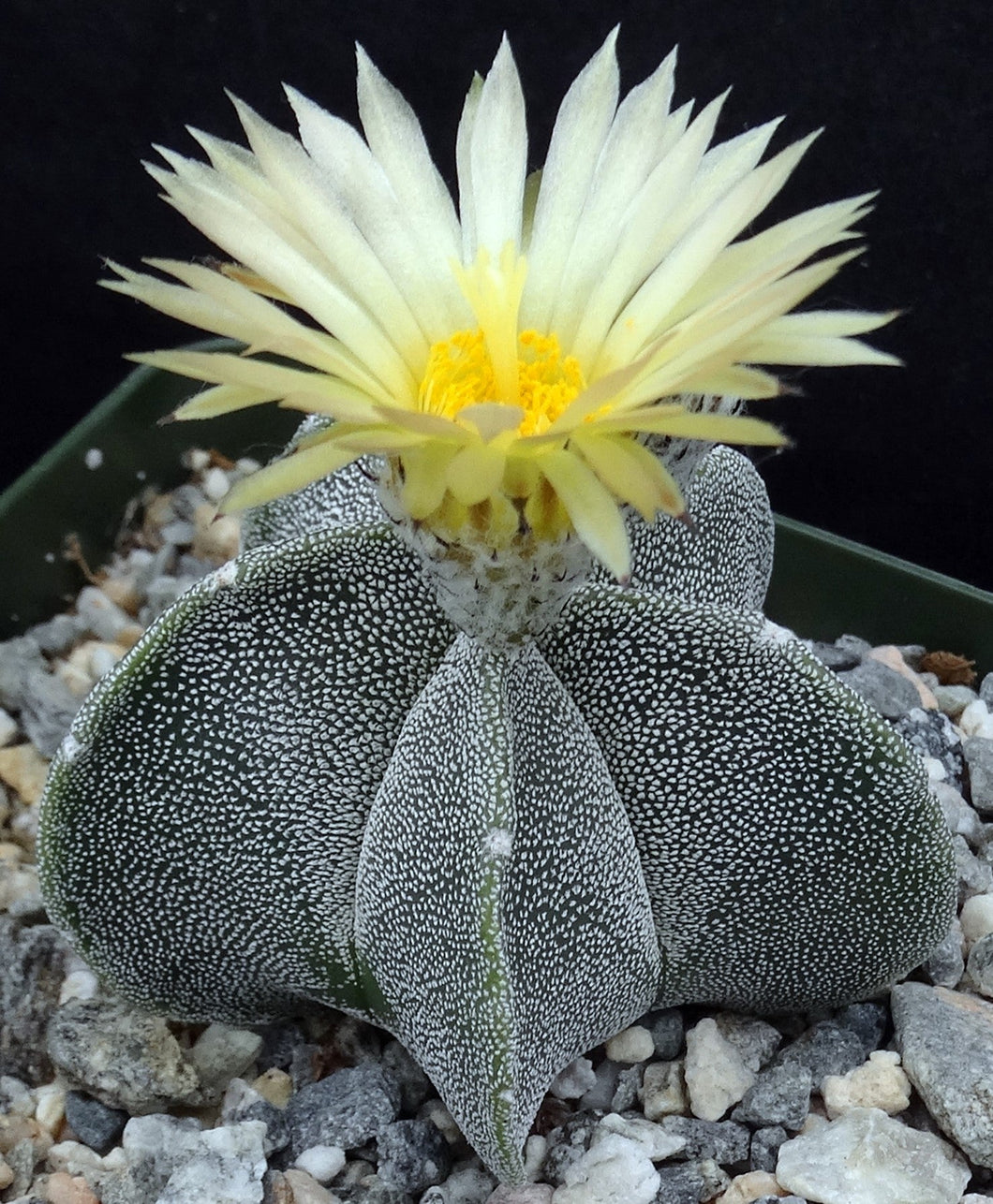 Astrophytum myriostigma