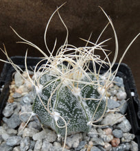 Load image into Gallery viewer, Astrophytum capricorne (B)

