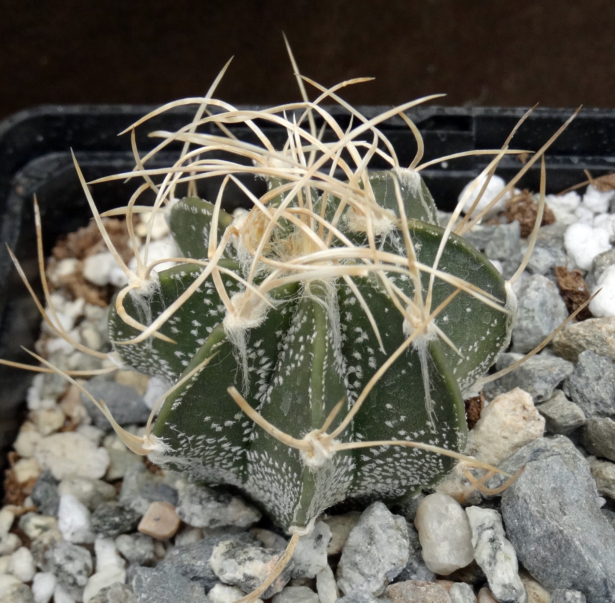 Astrophytum capricorne (C) – Kyle's Plants