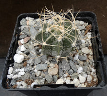 Load image into Gallery viewer, Astrophytum capricorne (C)
