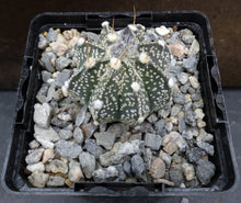 Load image into Gallery viewer, Astrophytum capricorne (E)
