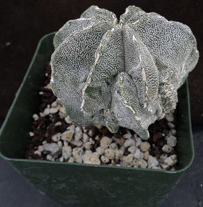 Astrophytum myriostigma 'Fukuryu' (A)
