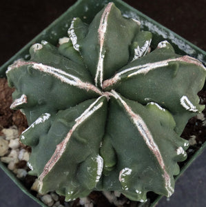 Astrophytum myriostigma 'Fukuryu' (C)