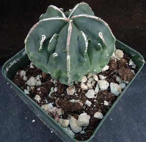 Astrophytum myriostigma 'Fukuryu' (C)