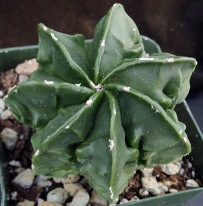 Astrophytum myriostigma 'Fukuryu' (D)