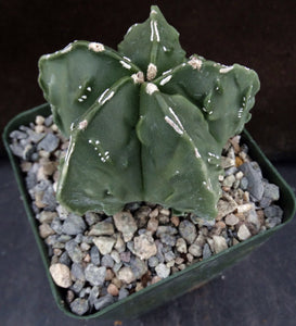 Astrophytum myriostigma 'Fukuryu' (E)
