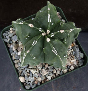 Astrophytum myriostigma 'Fukuryu' (E)