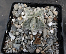 Load image into Gallery viewer, Astrophytum myriostigma &quot;Oddballs&quot; Bishop&#39;s Cap Cactus (C)
