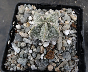 Astrophytum myriostigma "Oddballs" Bishop's Cap Cactus (C)