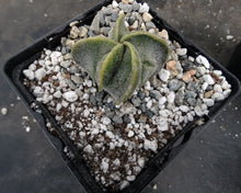 Load image into Gallery viewer, Astrophytum myriostigma &quot;Oddballs&quot; Bishop&#39;s Cap Cactus (D)
