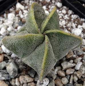 Astrophytum myriostigma "Oddballs" Bishop's Cap Cactus (D)