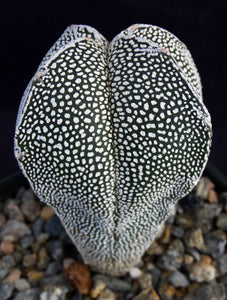 Astrophytum myriostigma 'Onzuka Quadricostata' (A)