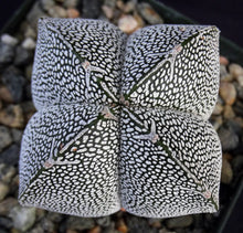 Load image into Gallery viewer, Astrophytum myriostigma &#39;Onzuka Quadricostata&#39; (B)
