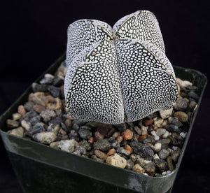 Astrophytum myriostigma 'Onzuka Quadricostata' (B)