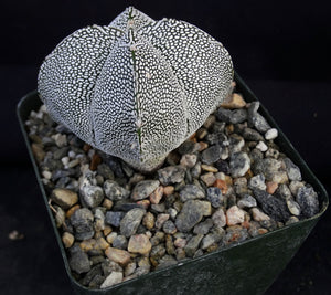 Astrophytum myriostigma 'Onzuka Quadricostata' (B)