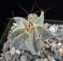 Load image into Gallery viewer, Astrophytum ornatum
