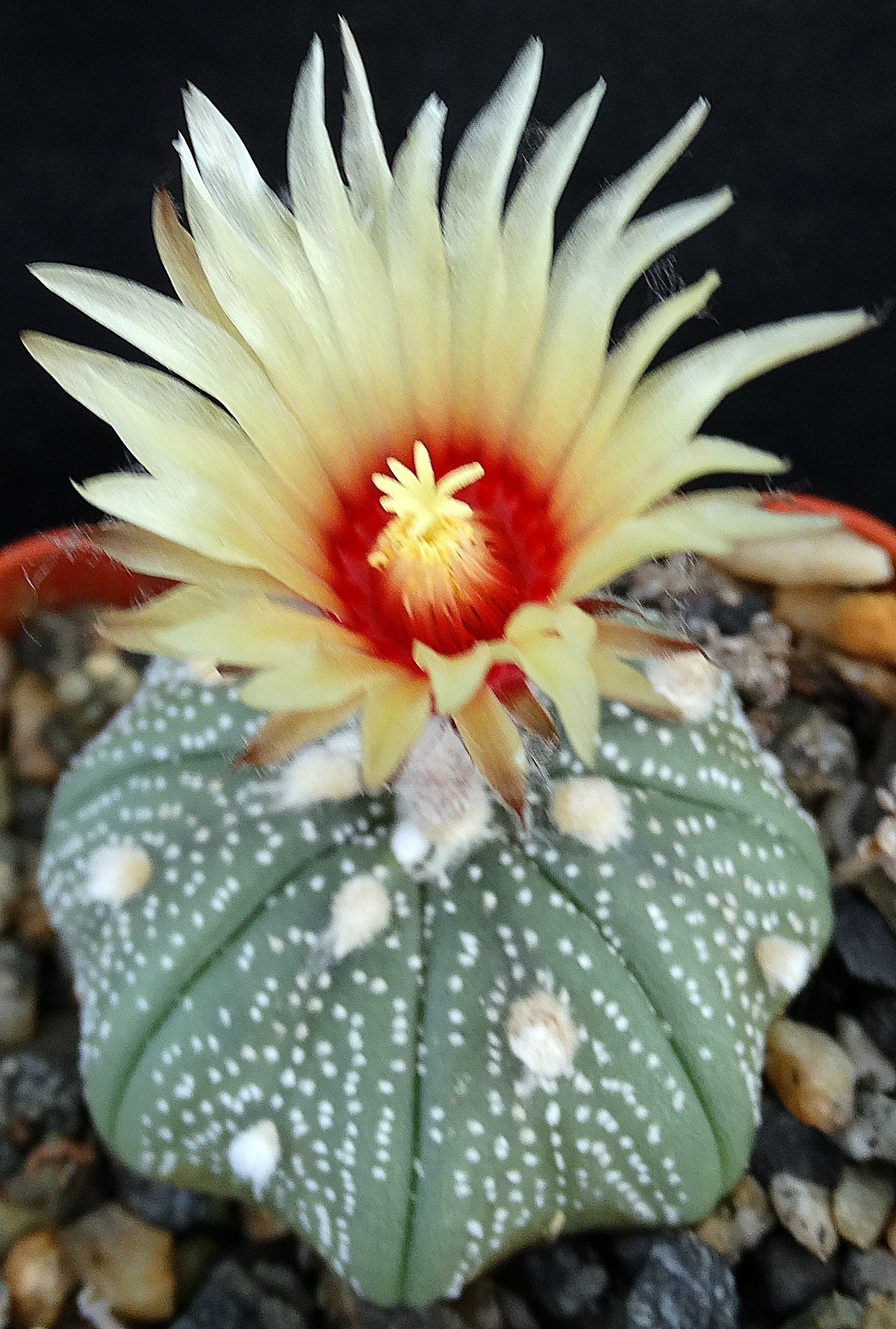 Astrophytum asterias – Kyle's Plants