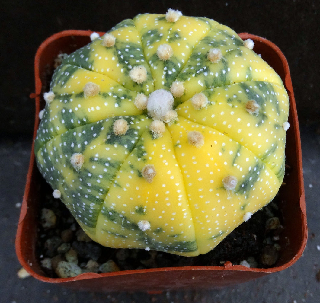 Astrophytum asterias 'variegata' Variegated