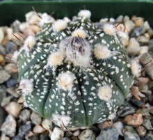 Load image into Gallery viewer, Astrophytum asterias X capricorne (B)
