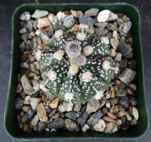 Load image into Gallery viewer, Astrophytum asterias X capricorne (B)
