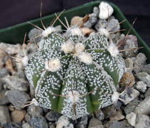 Load image into Gallery viewer, Astrophytum asterias X capricorne (C)
