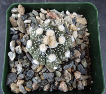 Load image into Gallery viewer, Astrophytum asterias X capricorne (D)
