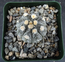 Load image into Gallery viewer, Astrophytum asterias X capricorne (E)
