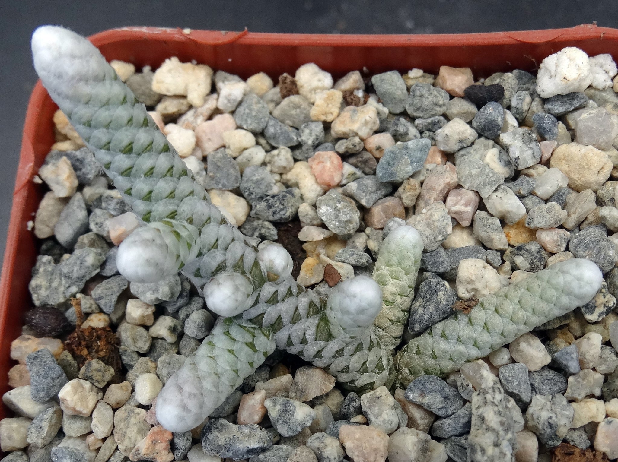 avonia succulent Avonia buderiana – Kyle's Plants