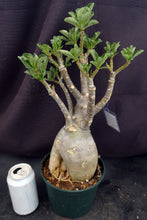 Load image into Gallery viewer, Adenium &#39;Banana&#39; *Big Plant!* Grafted hybrid (B)
