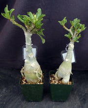 Load image into Gallery viewer, Adenium &#39;Banana&#39; Grafted hybrid
