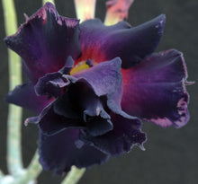 Load image into Gallery viewer, Adenium &#39;Black Border&#39; *Big Plants!* Grafted Hybrid (2)
