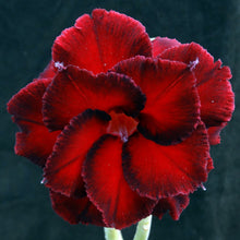 Load image into Gallery viewer, Adenium &#39;Good Night&#39; Grafted Hybrid (B)
