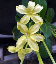 Load image into Gallery viewer, Brighamia insignis
