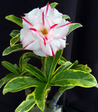 Load image into Gallery viewer, Adenium &#39;Bumblebee&#39; Variegated! *Big Plants* Grafted Hybrid *CLEARANCE SALE*
