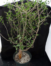Load image into Gallery viewer, Bursera fagaroides Big Plants! Seed Grown

