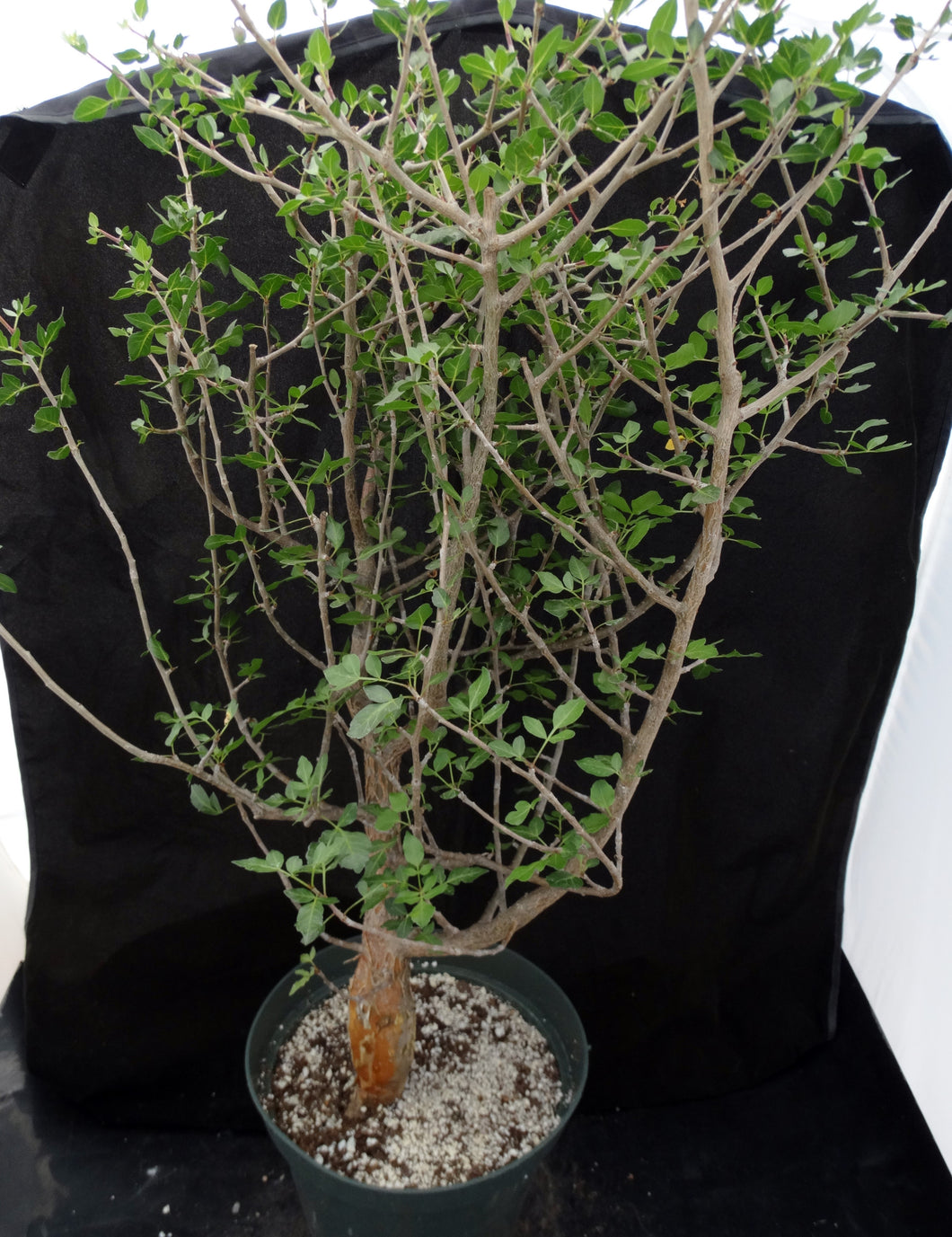 Bursera fagaroides Big Plants! Seed Grown
