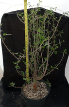 Load image into Gallery viewer, Bursera fagaroides Big Plants! Seed Grown
