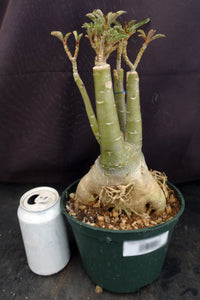 Adenium 'Butterfly' *Big Plants!* Grafted Hybrid (C)