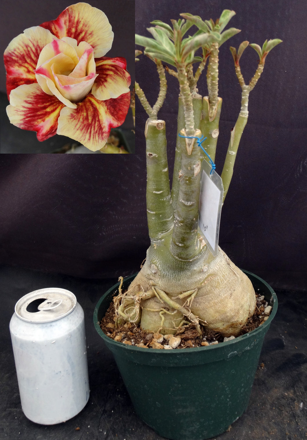 Adenium 'Butterfly' *Big Plants!* Grafted Hybrid (C)