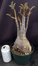 Load image into Gallery viewer, Adenium &#39;Butterfly&#39; *Big Plants!* Grafted Hybrid (D)
