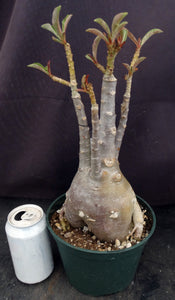 Adenium 'Butterfly' *Big Plants!* Grafted Hybrid (D)