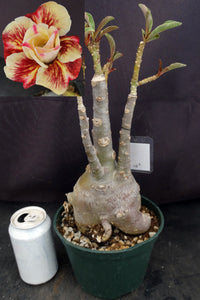 Adenium 'Butterfly' *Big Plants!* Grafted Hybrid (D)