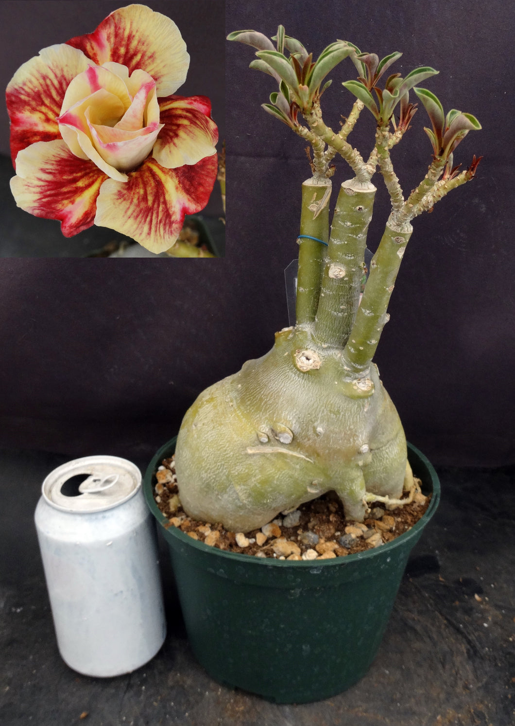 Adenium 'Butterfly' *Big Plants!* Grafted Hybrid (E)
