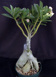 Adenium 'Caramel' *Big Plants!* Grafted Hybrid